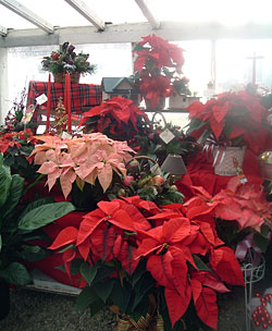 Christmas gifts, poinsettias, and holiday flowers at Chillicothe Floral