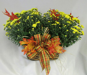 Mum Basket from Chillicothe Floral, local florist in Chillicothe, OH