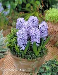 Potted Hyacinths from Chillicothe Floral, local florist in Chillicothe, OH