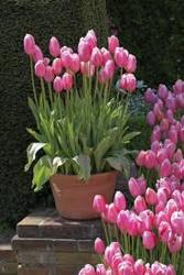 Potted Tulips from Chillicothe Floral, local florist in Chillicothe, OH