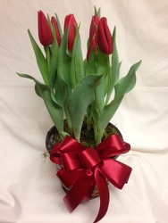 Tulips from Chillicothe Floral, local florist in Chillicothe, OH