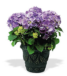 Hydrangea from Chillicothe Floral, local florist in Chillicothe, OH