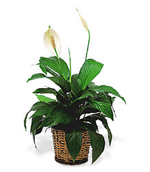 Small Spathiphyllum Plant from Chillicothe Floral, local florist in Chillicothe, OH