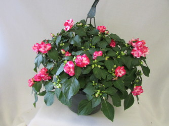 Hanging Blooming Basket, Standard from Chillicothe Floral, local florist in Chillicothe, OH