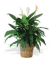 Large Spathiphyllum Plant from Chillicothe Floral, local florist in Chillicothe, OH