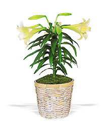 Easter Lily Plant from Chillicothe Floral, local florist in Chillicothe, OH